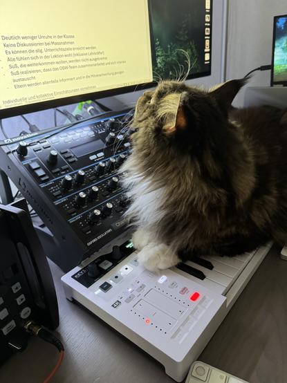 Katze liegt auf einem Midi-Keyboard und guckt auf den Bildschirm neben ihr…